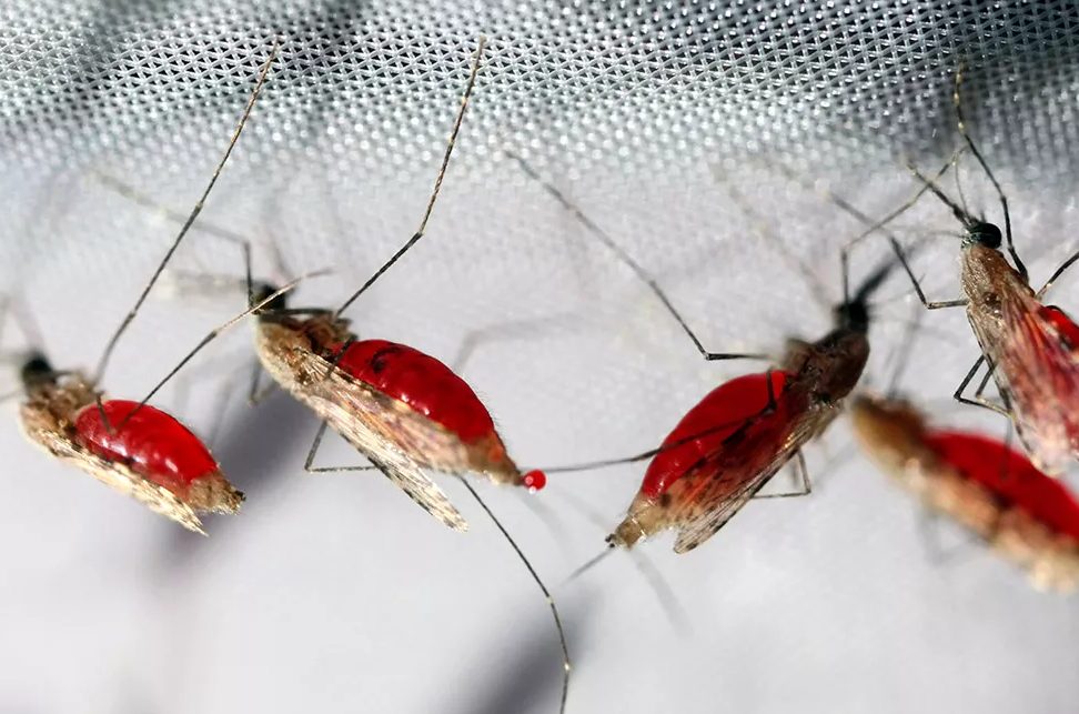 Rainsure Digital PCR Malaria Solution: نهج متطور لتحديد البلازميوم السريع والكمي